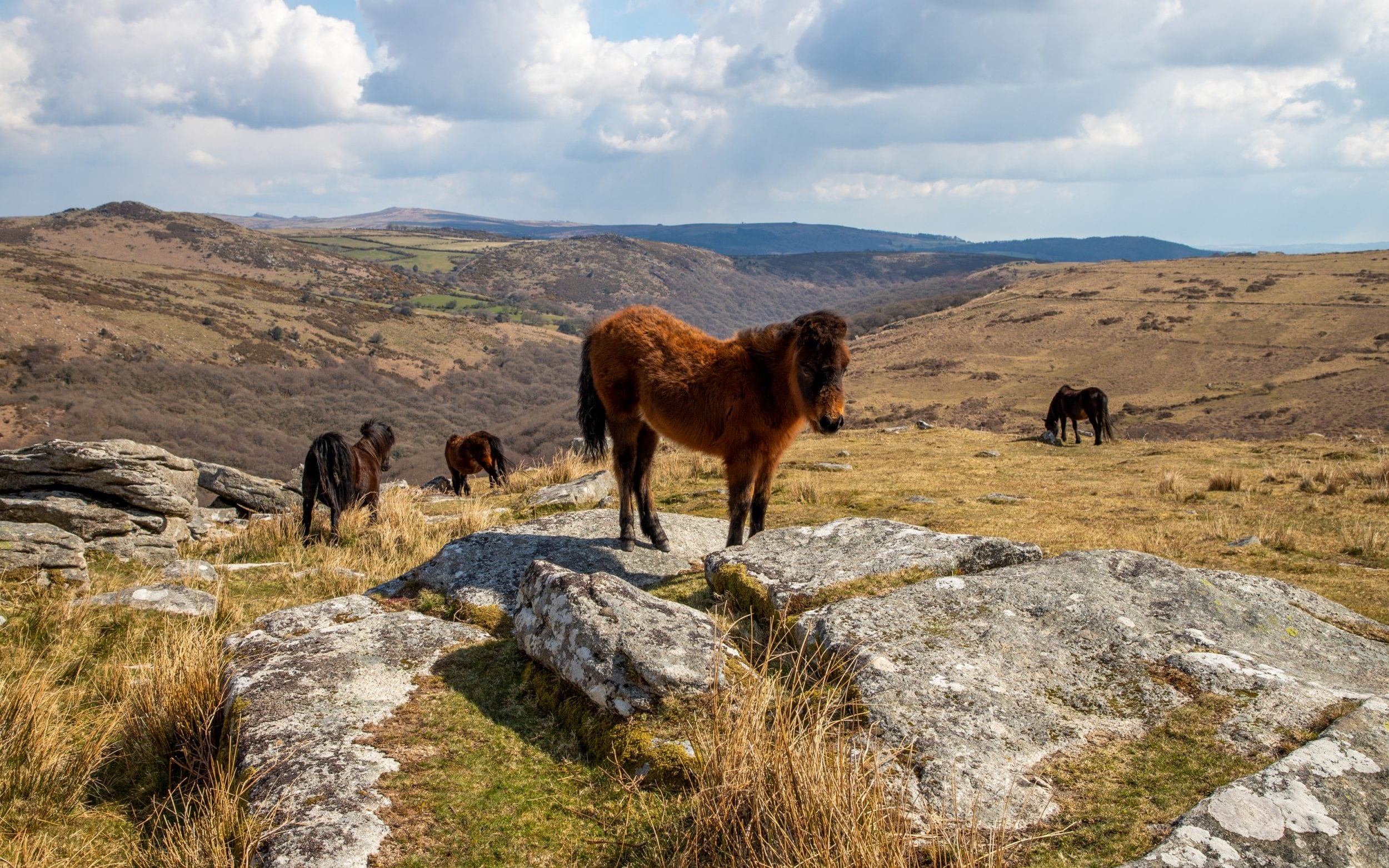 Dartmoor ponies at Combestone Tor, Dartmoor National Park