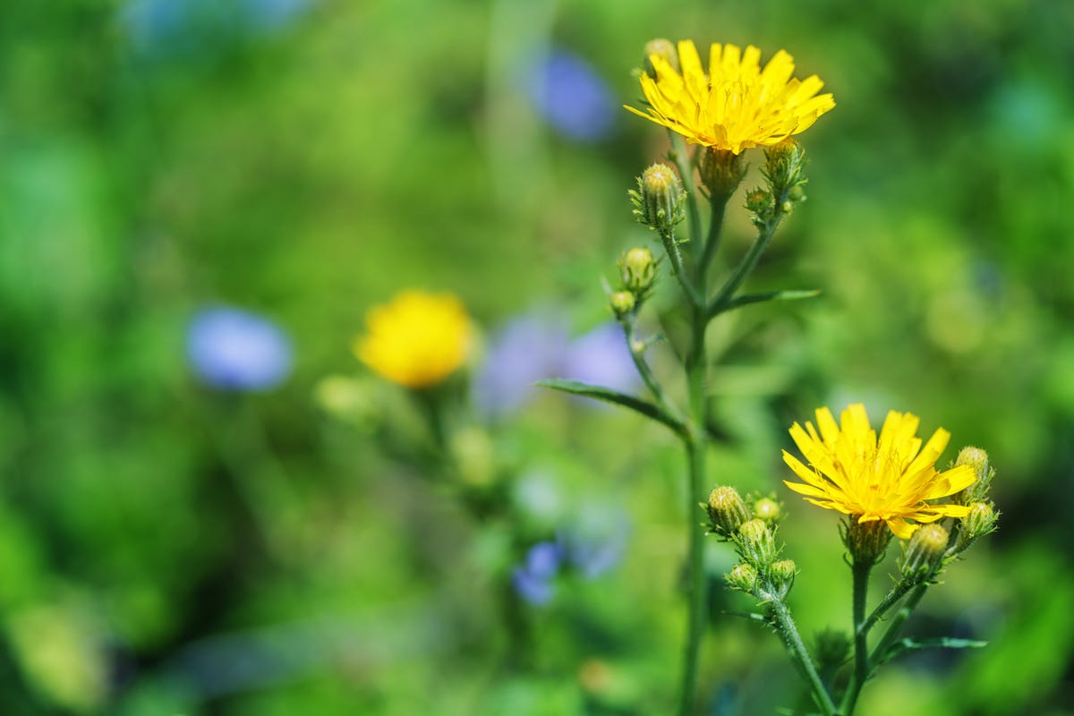 How to Get Rid of the Most Stubborn Lawn Weeds for Good, According to a Gardening Expert