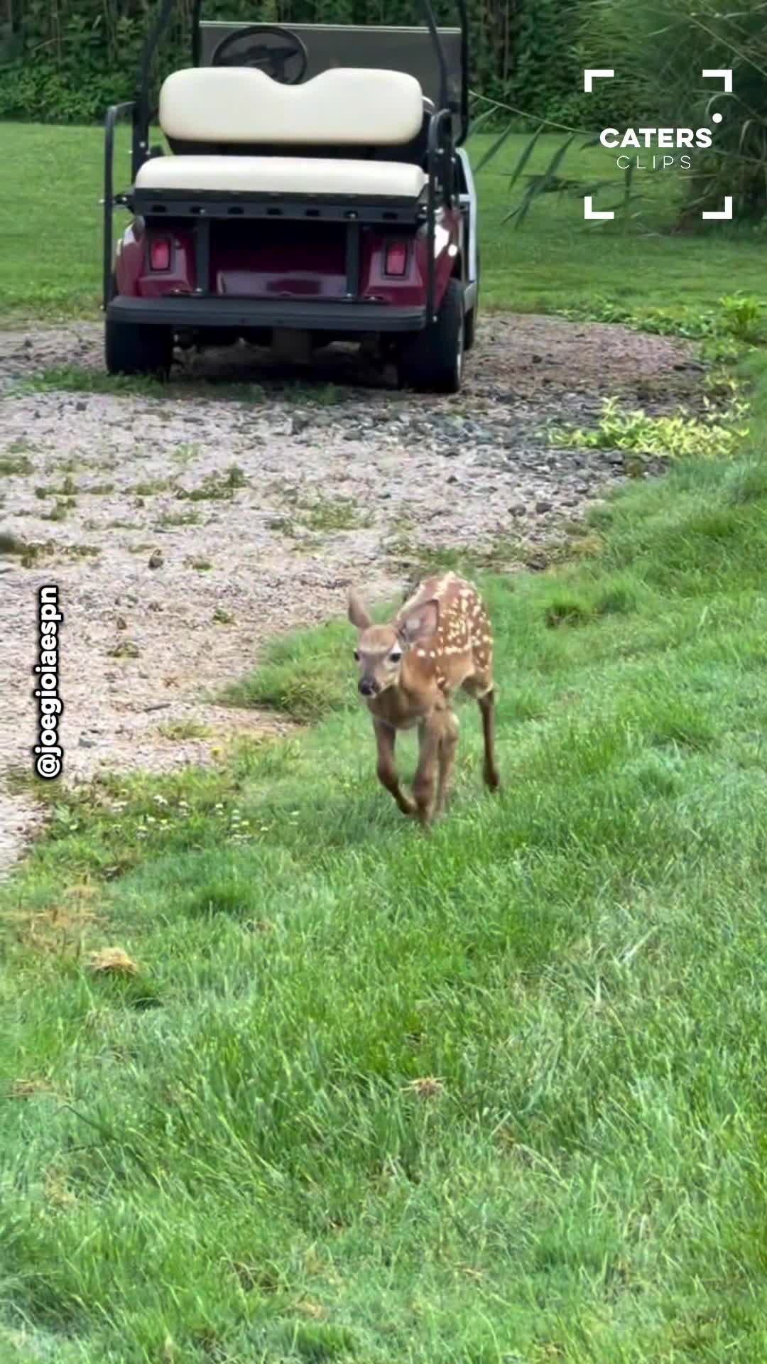 Connecticut man forms unlikely friendship with two wild animals