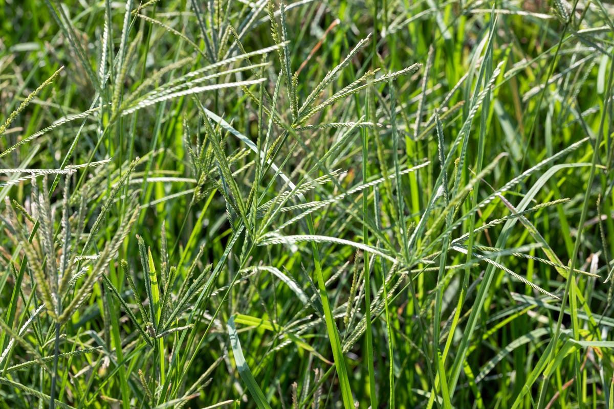 How to Get Rid of the Most Stubborn Lawn Weeds for Good, According to a Gardening Expert