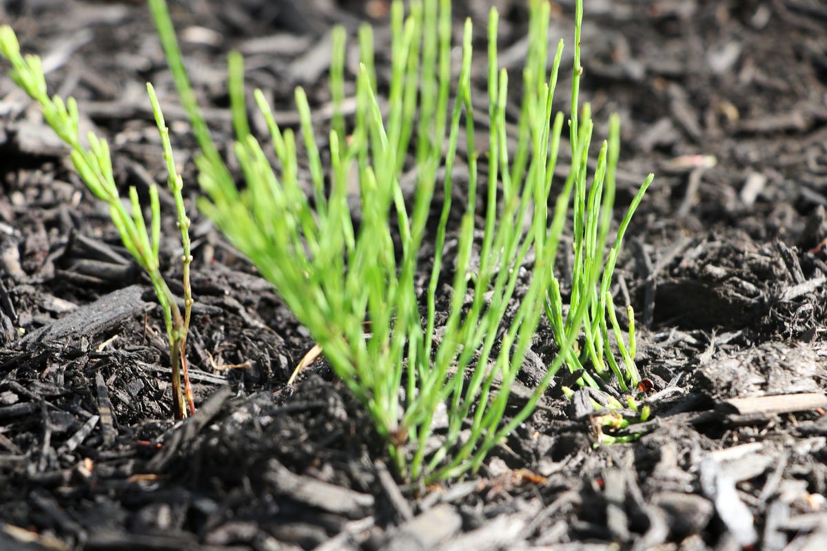 How to Get Rid of the Most Stubborn Lawn Weeds for Good, According to a Gardening Expert