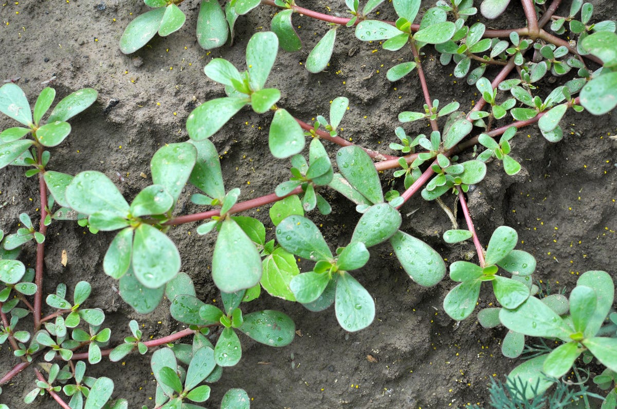 How to Get Rid of the Most Stubborn Lawn Weeds for Good, According to a Gardening Expert
