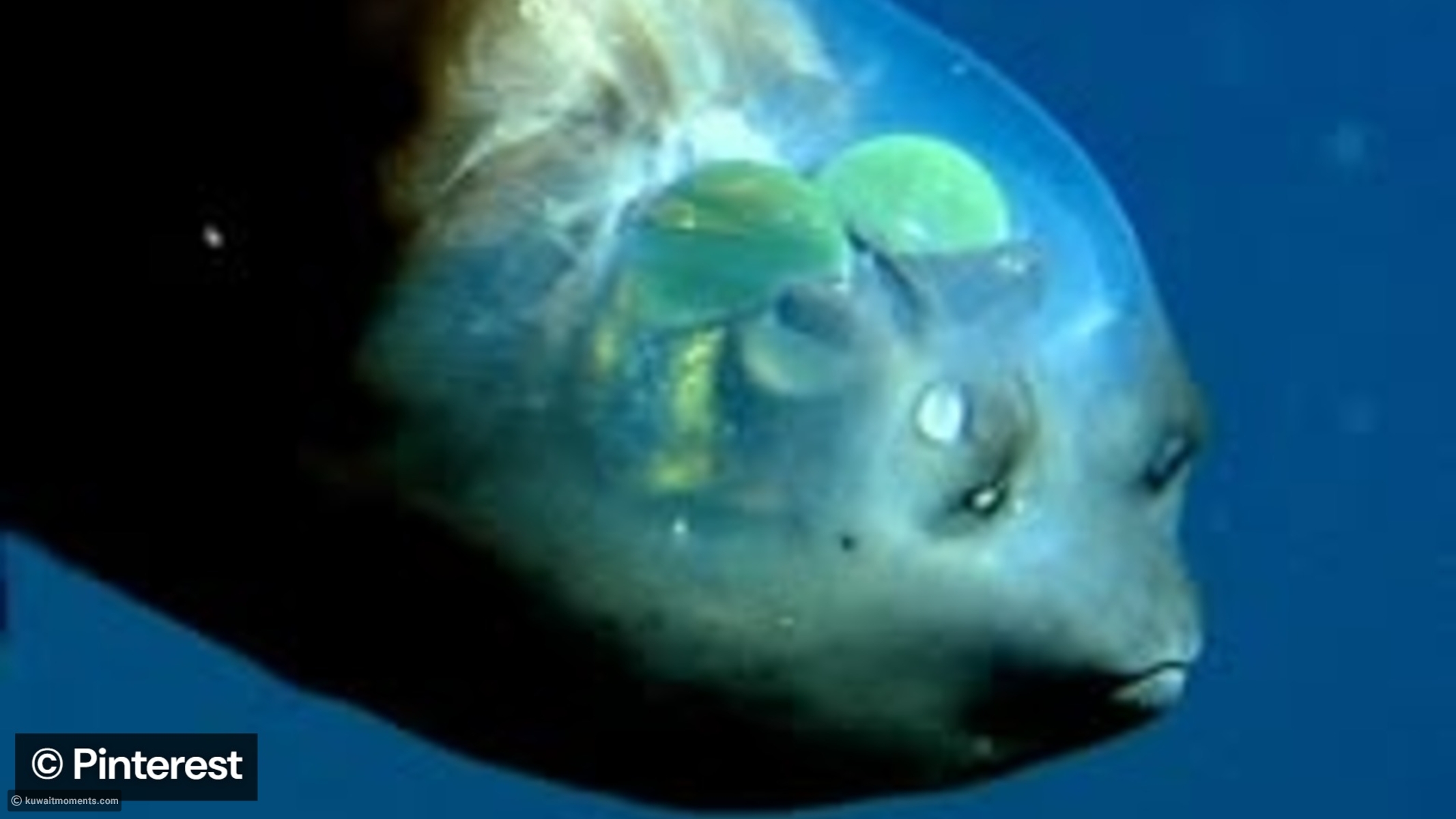 A deep-sea expedition revealed a transparent-headed fish 710 meters ...