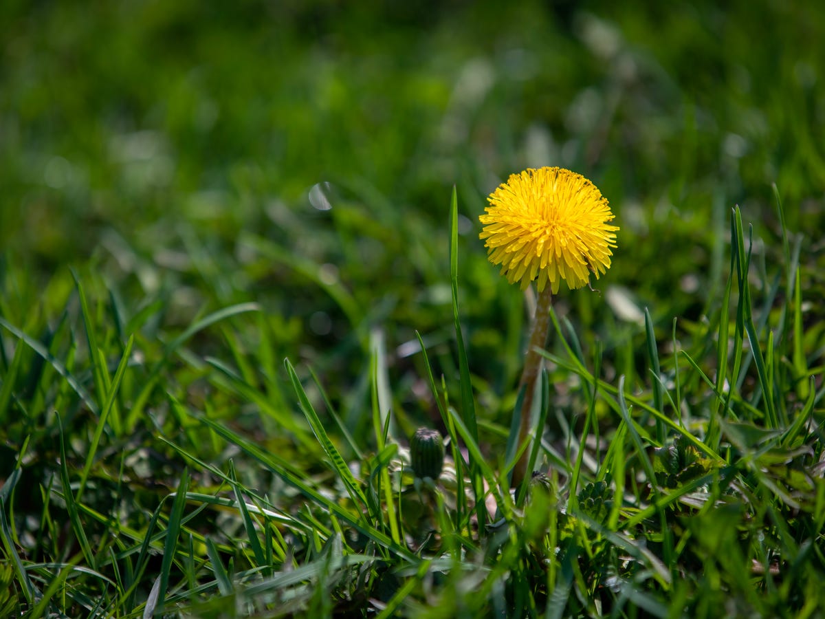 How to Get Rid of the Most Stubborn Lawn Weeds for Good, According to a Gardening Expert