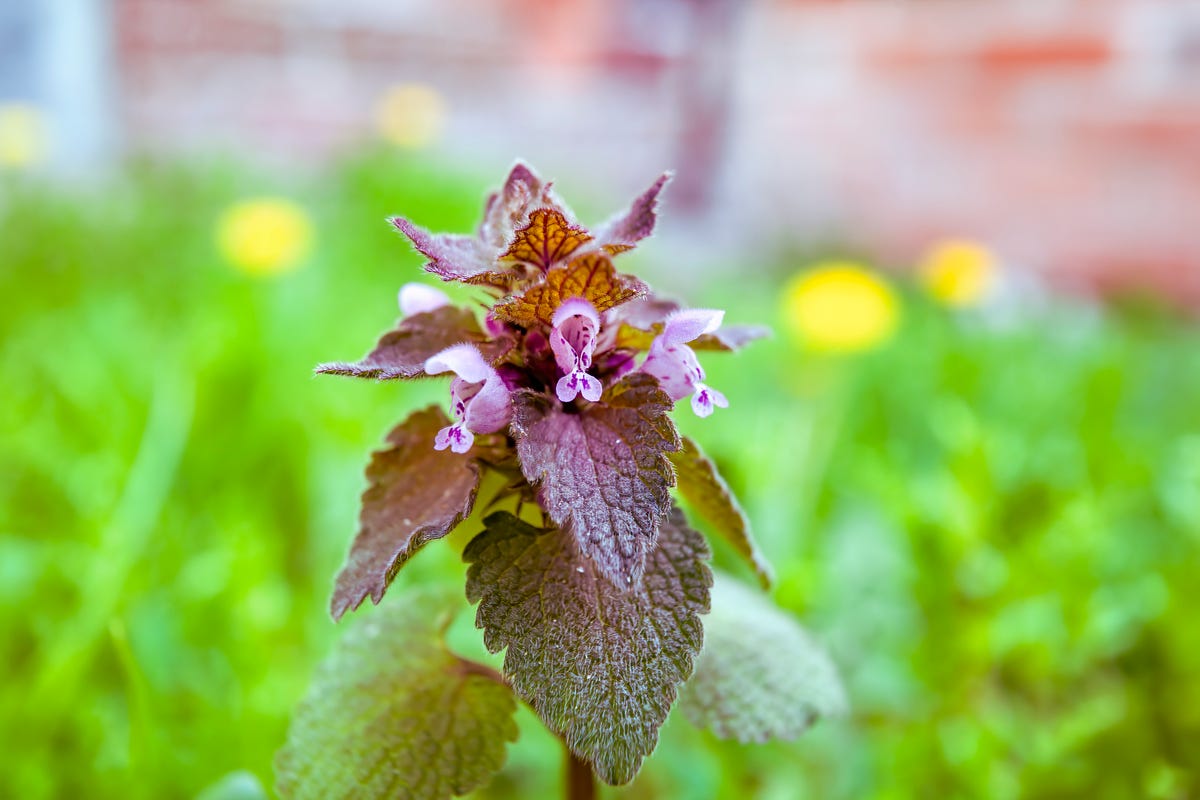 How to Get Rid of the Most Stubborn Lawn Weeds for Good, According to a Gardening Expert