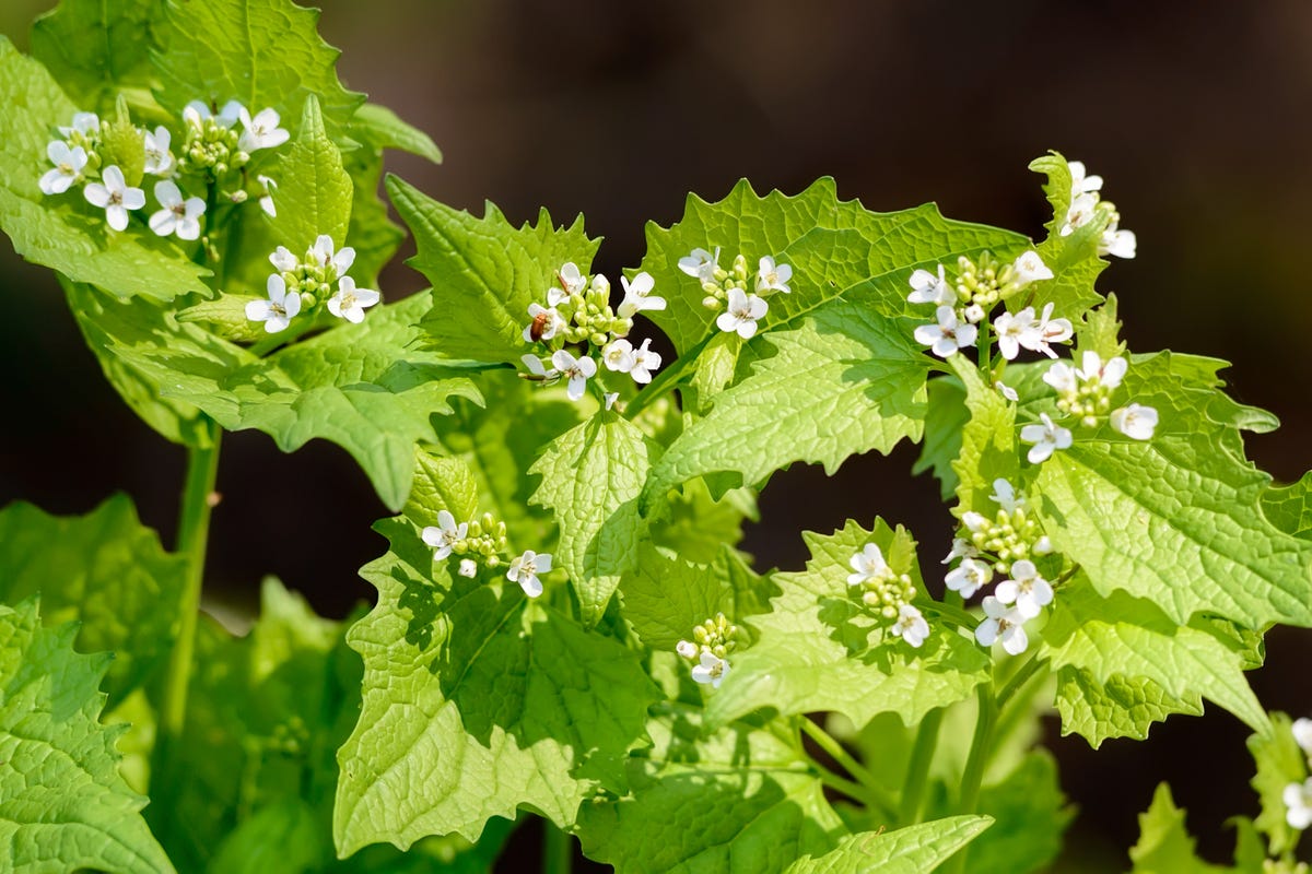 How to Get Rid of the Most Stubborn Lawn Weeds for Good, According to a Gardening Expert