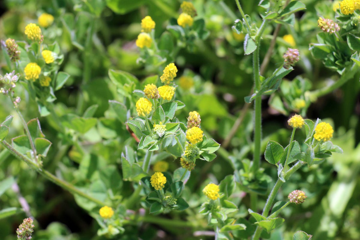 How to Get Rid of the Most Stubborn Lawn Weeds for Good, According to a Gardening Expert