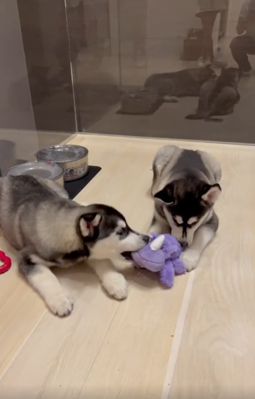 The truth about husky sibling relationships
