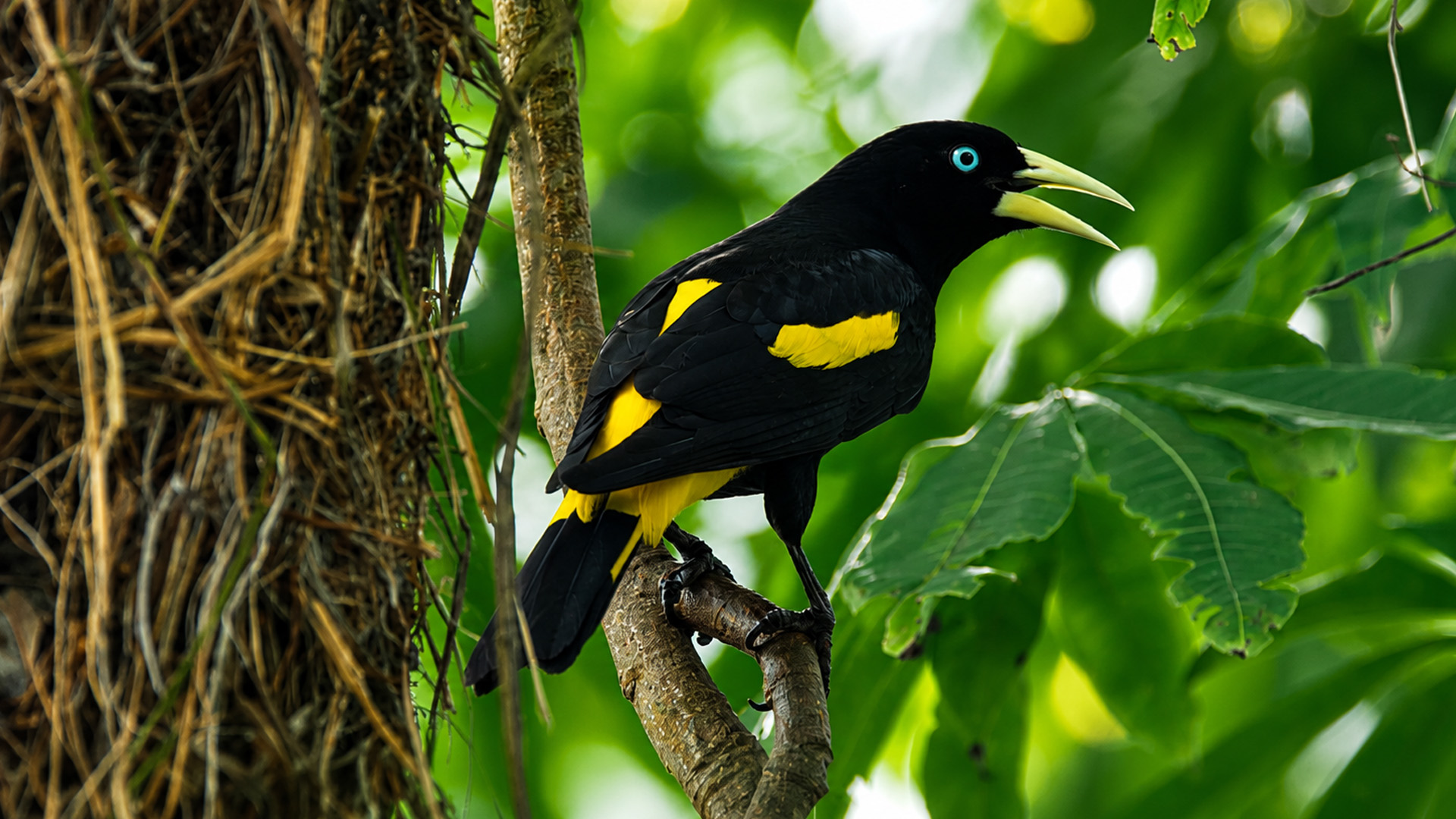 Hidden tree camera captures a beautiful bird standing watch