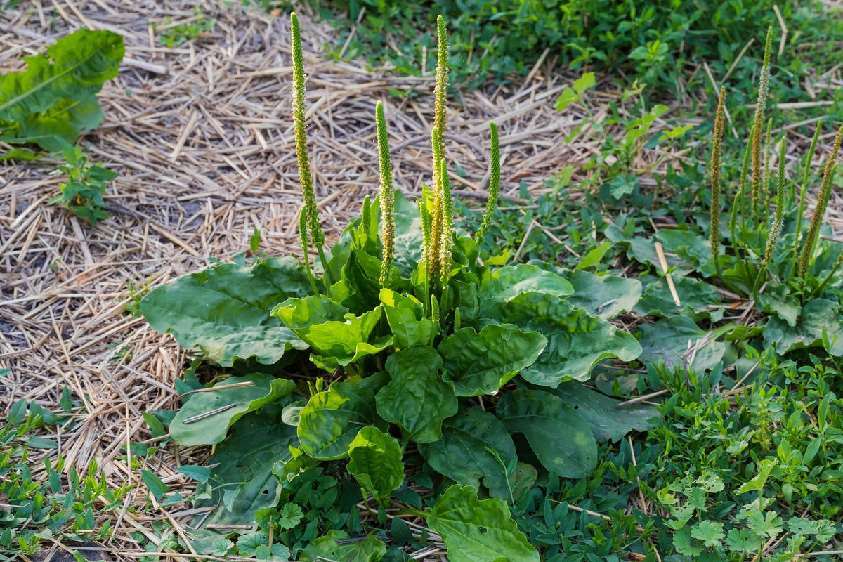How to Get Rid of the Most Stubborn Lawn Weeds for Good, According to a Gardening Expert