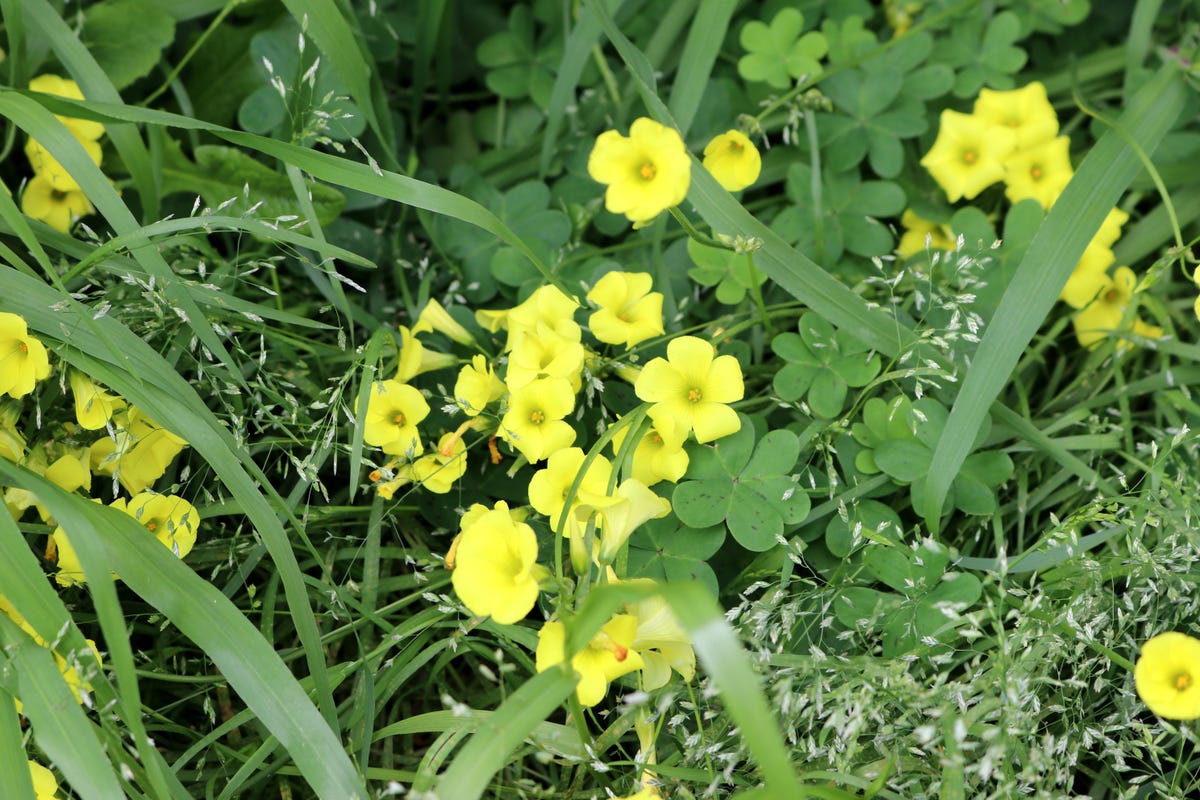 How to Get Rid of the Most Stubborn Lawn Weeds for Good, According to a Gardening Expert