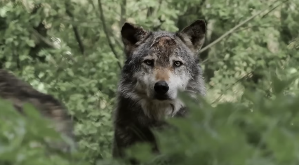 Why You’d Never Actually Win a Fight Against a Wolf Pack