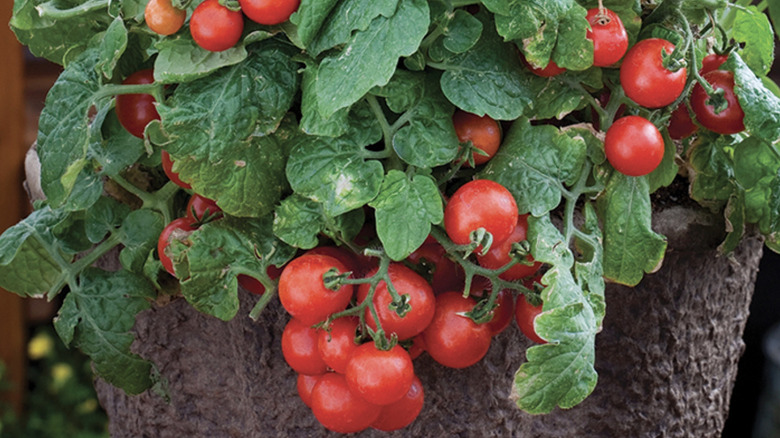 'Little Birdy Red Robin' tomatoes cascading out of a planter