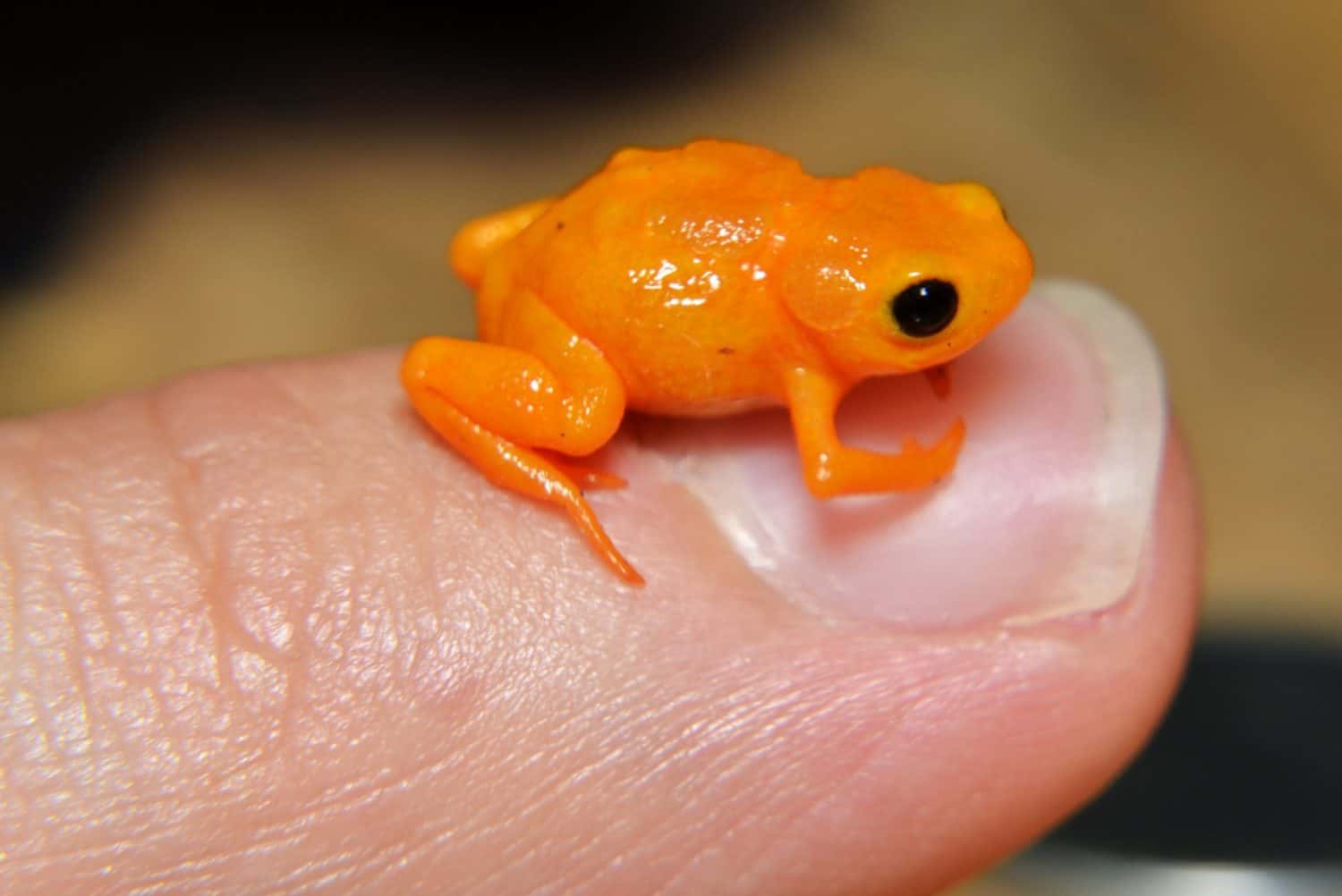 How a Neon-Orange Frog Stayed Hidden from Science So Long