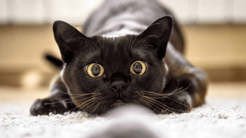 50 names for black cats: cute, clever and unique