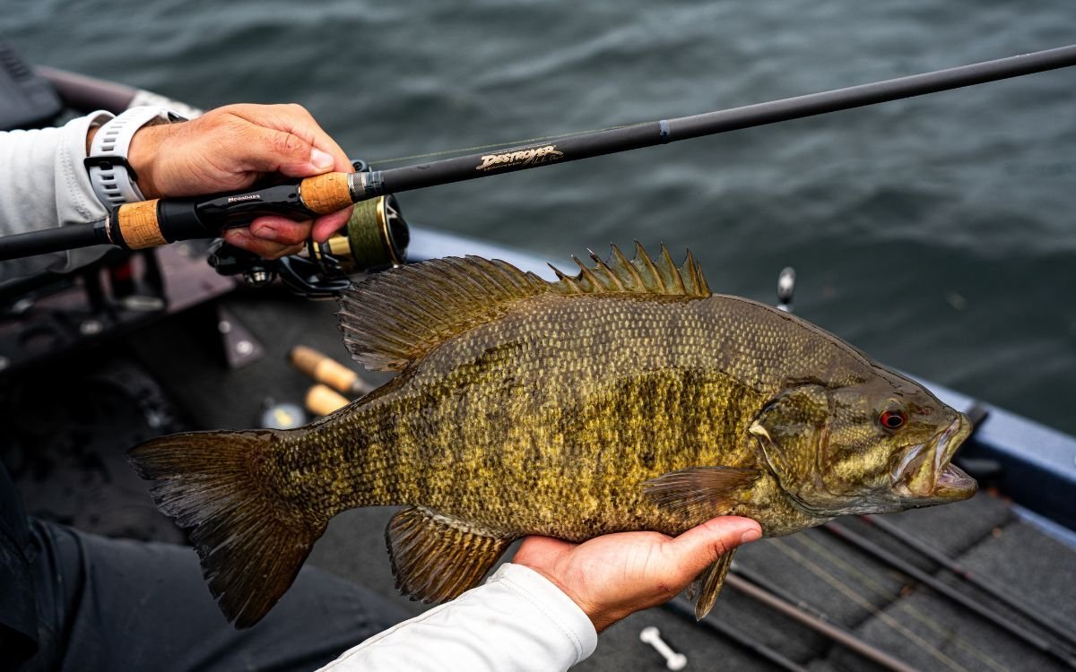 The 12 Best Spinning Rods for Bass of 2026, Tested and Reviewed