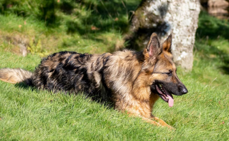 The 3 Smartest Dog Breeds According to the American Kennel Club