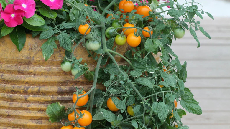 A tomato plant in a container with deep yellow fruits