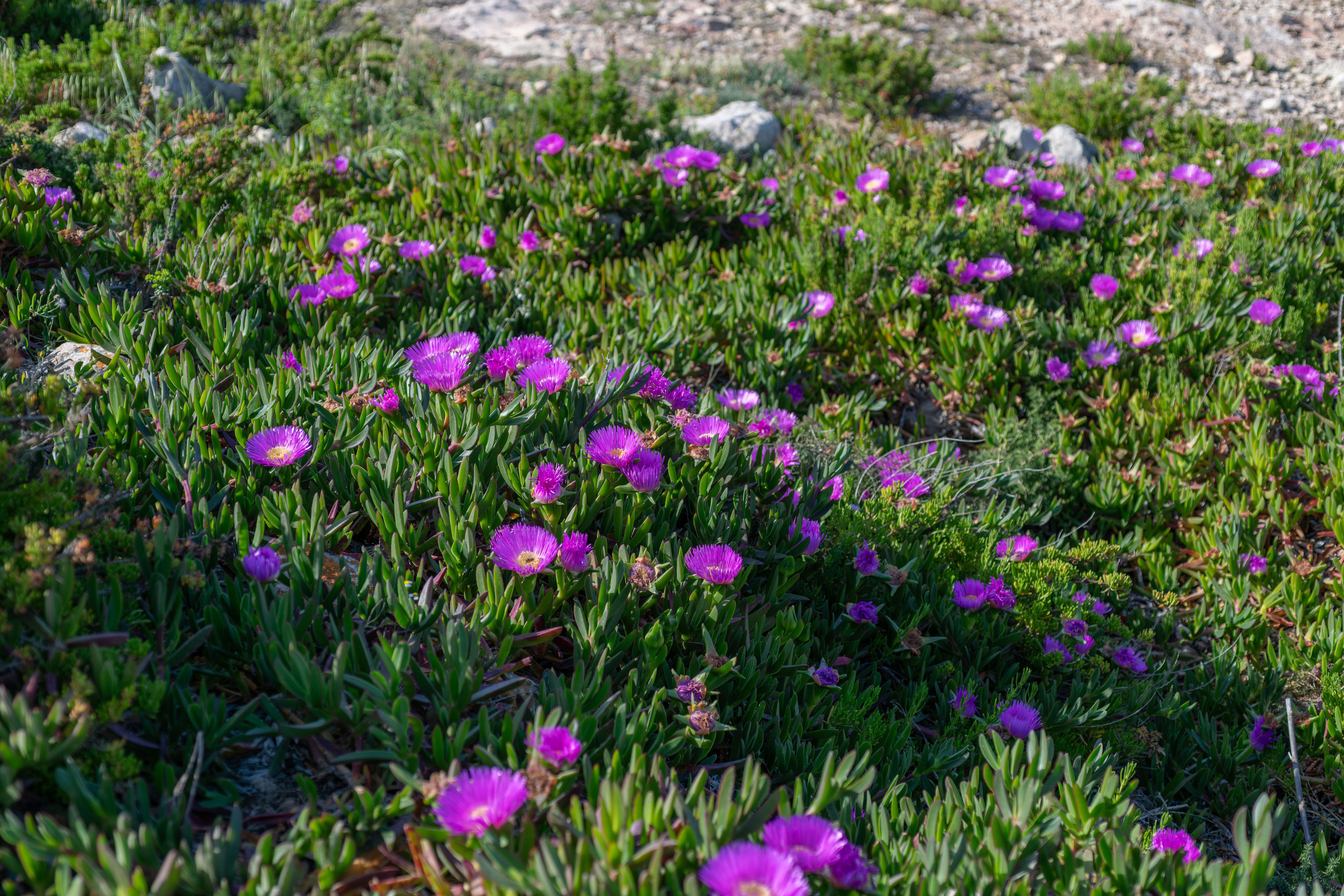 Iceplant | Photo: ANNA ZARO @FLORATROPICANA via Adobe Stock