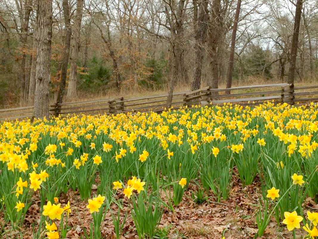 21 Best Things to Do in East Texas (That Most Tourists Skip) 23