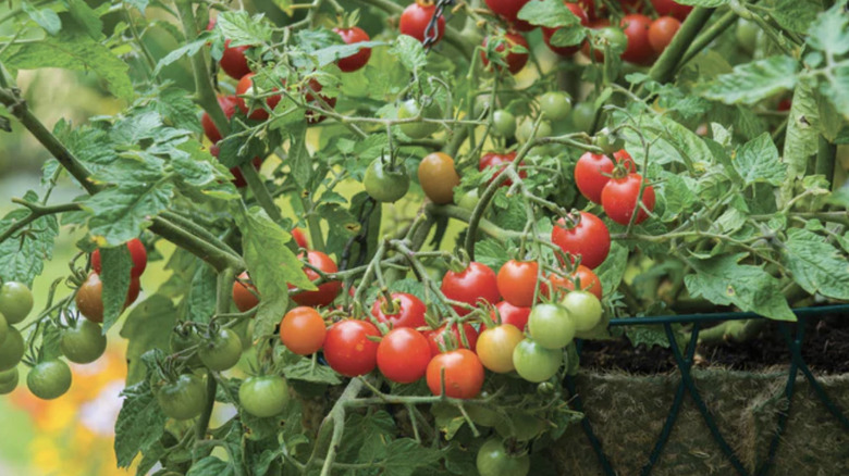'Lizzano' tomatoes growing in a hanging planter