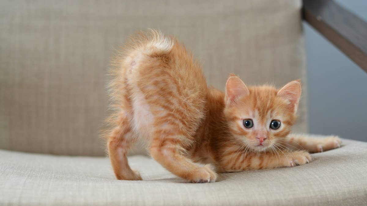 Tiny Orange Kitten Refuses to Walk Like He Has a Flat Tire