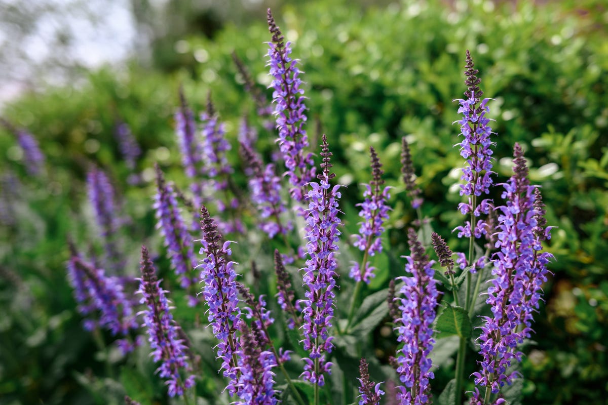 Hummingbirds Can't Resist These 10 Mid-Summer Flowers