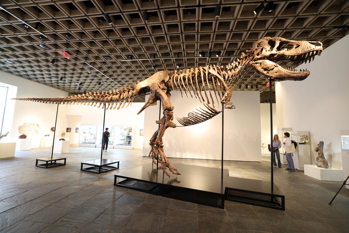 A 67 million-year-old T-rex is now the world's priciest dinosaur