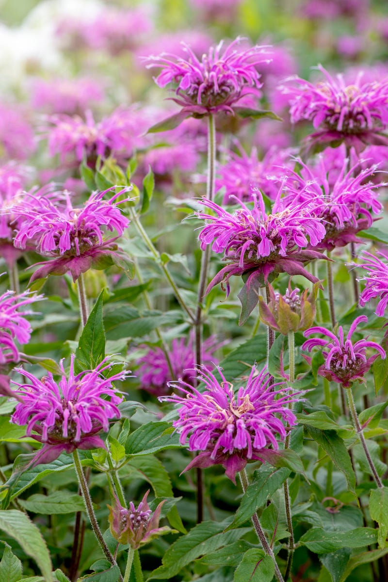 Hummingbirds Can't Resist These 10 Mid-Summer Flowers