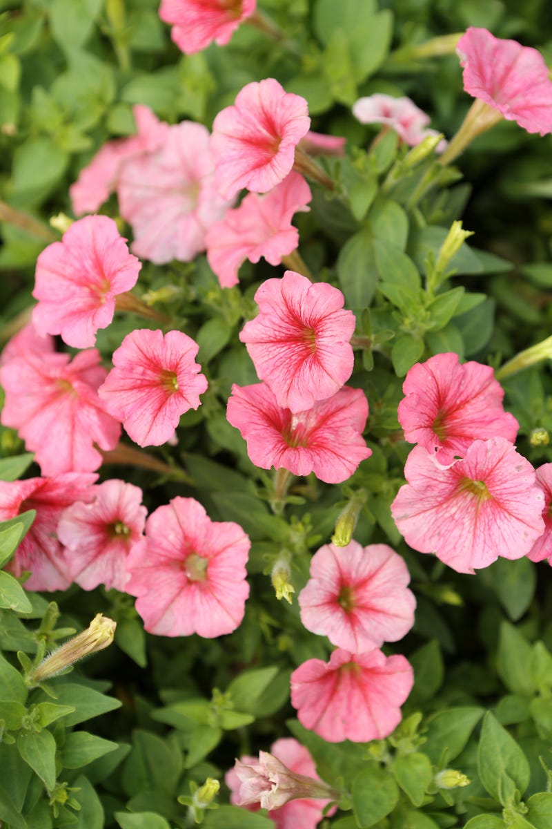 Hummingbirds Can't Resist These 10 Mid-Summer Flowers