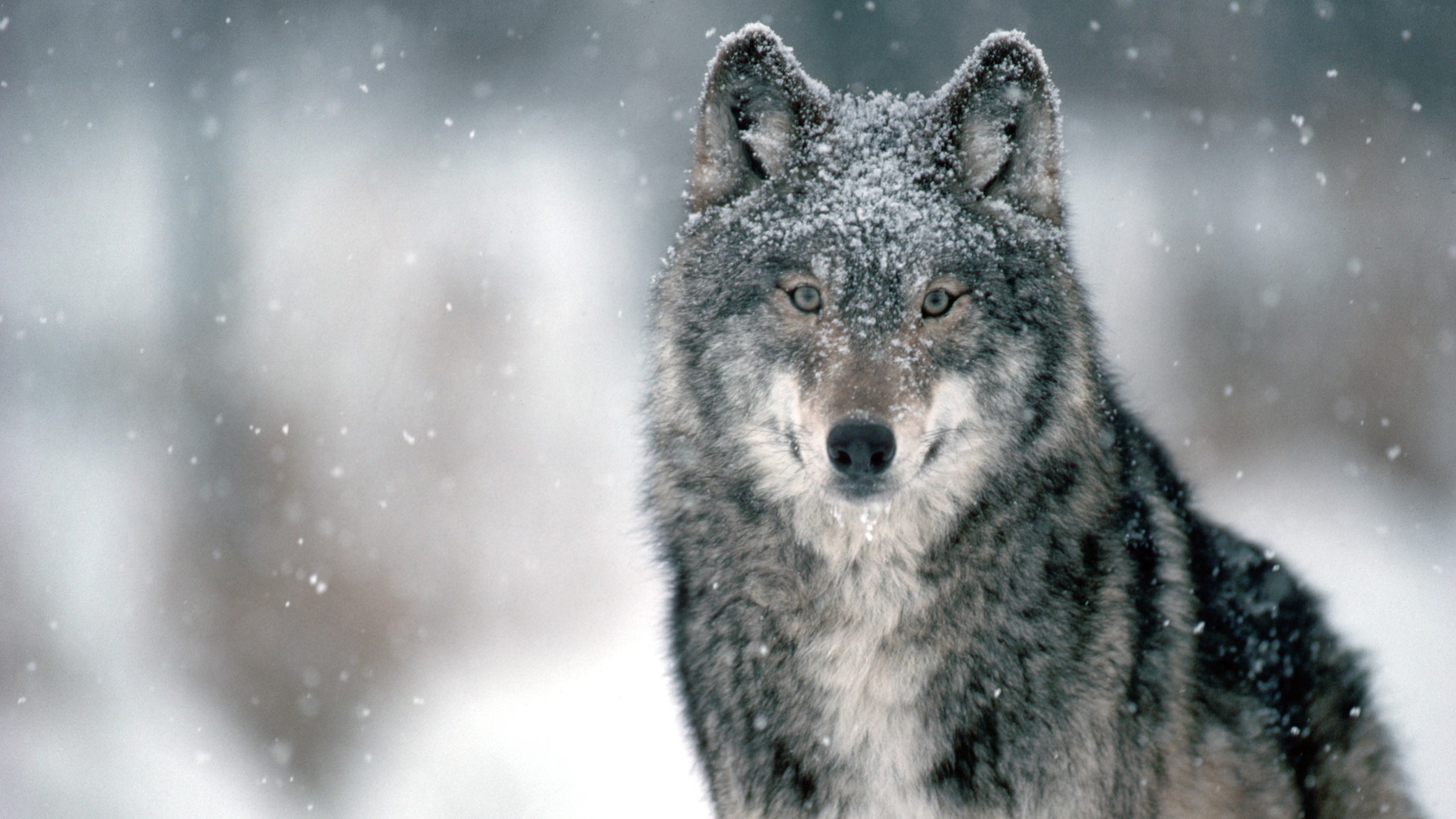 After eating a deer, a gray wolf in Minnesota pauses with piece of hair from the deer stuck on its nose.