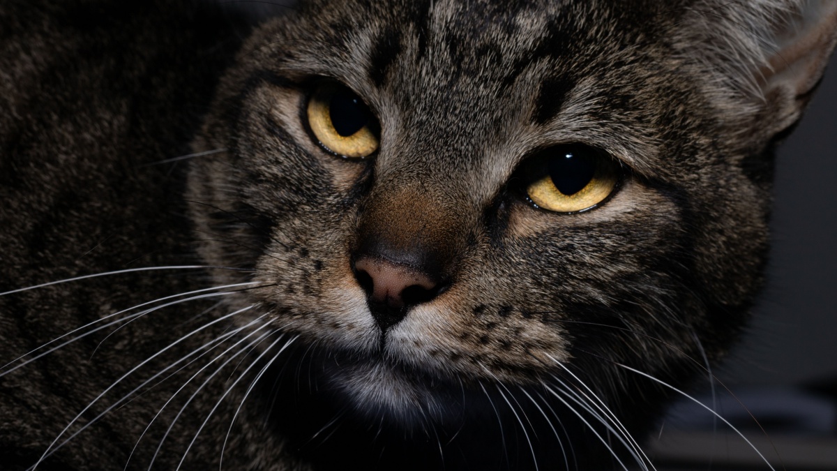 This Is What Your Cat Thinks When You Call Its Name