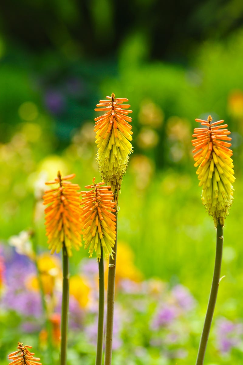 Hummingbirds Can't Resist These 10 Mid-Summer Flowers