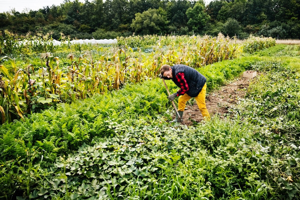 A person in a vest and plaid shirt uses a garden hoe to plant cover crops in a garden.