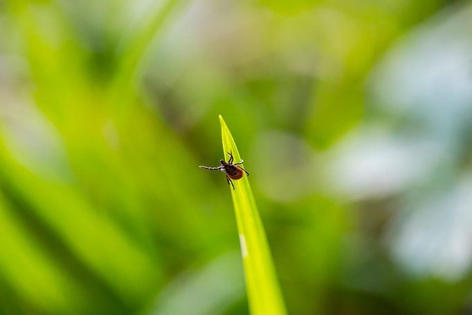 Deer Tick Waiting On Blade Of Grass