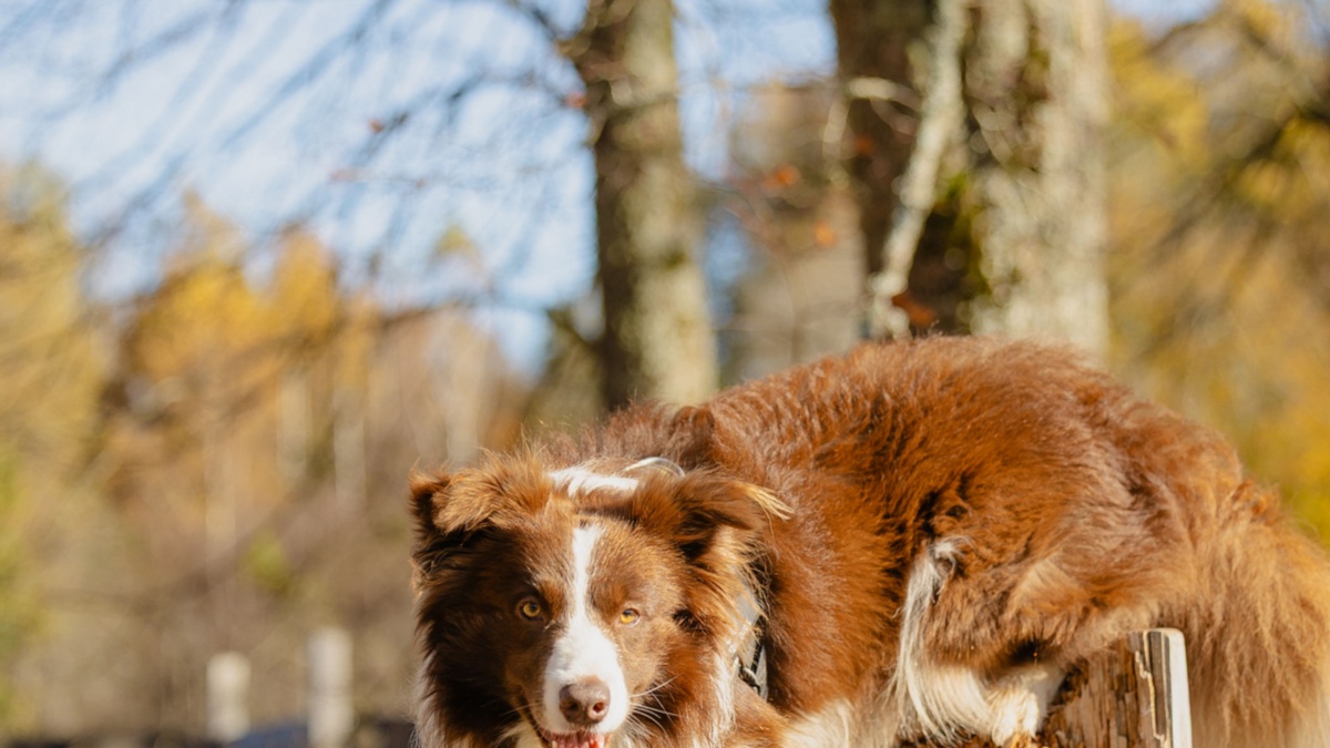 The 3 Smartest Dog Breeds According to the American Kennel Club
