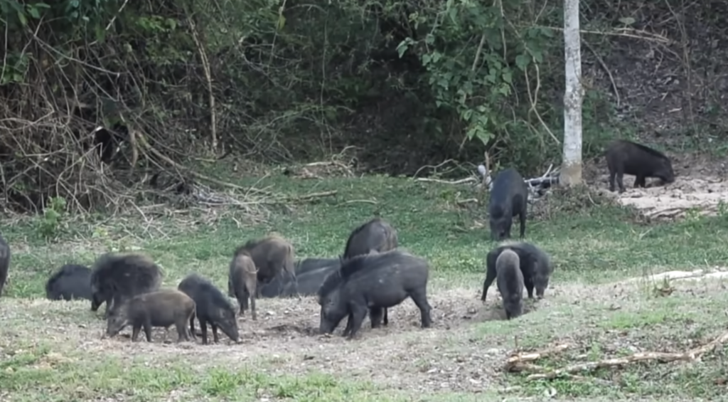 Why Climbing a Tree Would Never Actually Save You From a Wild Boar