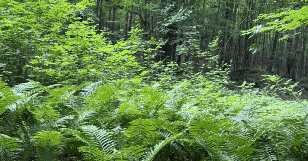 Lush green ferns on the forest floor along a trail in Echo Lake Nature Preserve, MI.