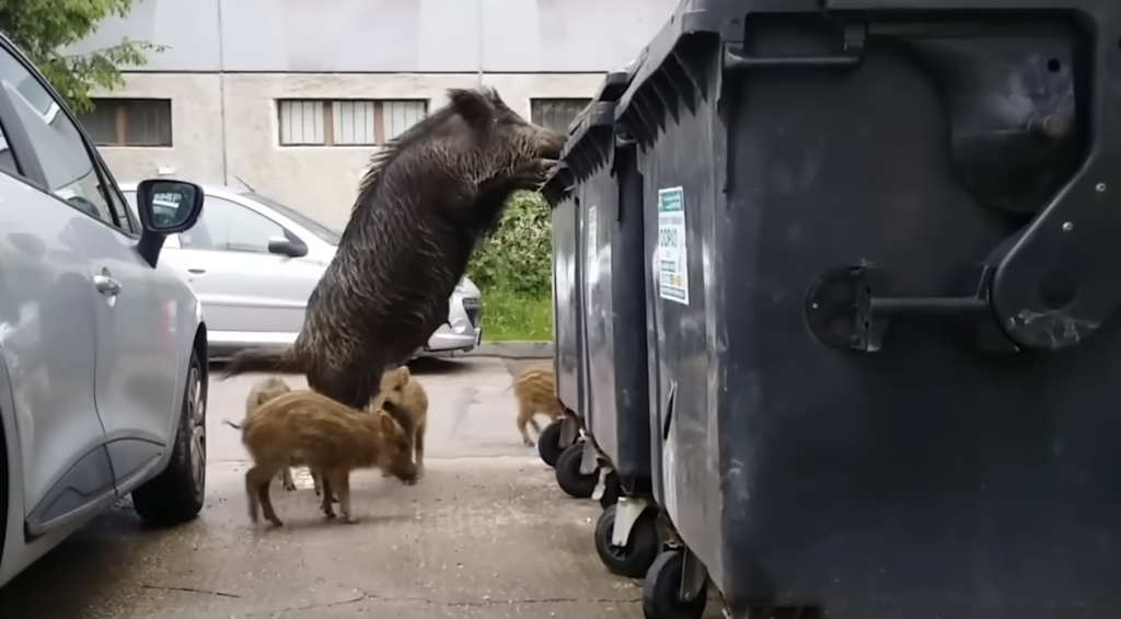 Why Climbing a Tree Would Never Actually Save You From a Wild Boar