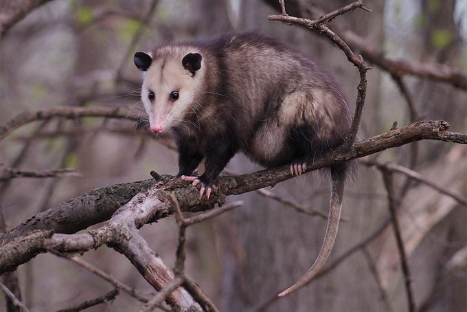 Close Up Of Rodent On Branch,coon Rapids,minnesota,united States,usa