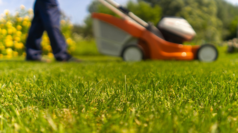 Sorry, But You Shouldn't Mow Your Lawn In A Repeating Pattern. Here's Why