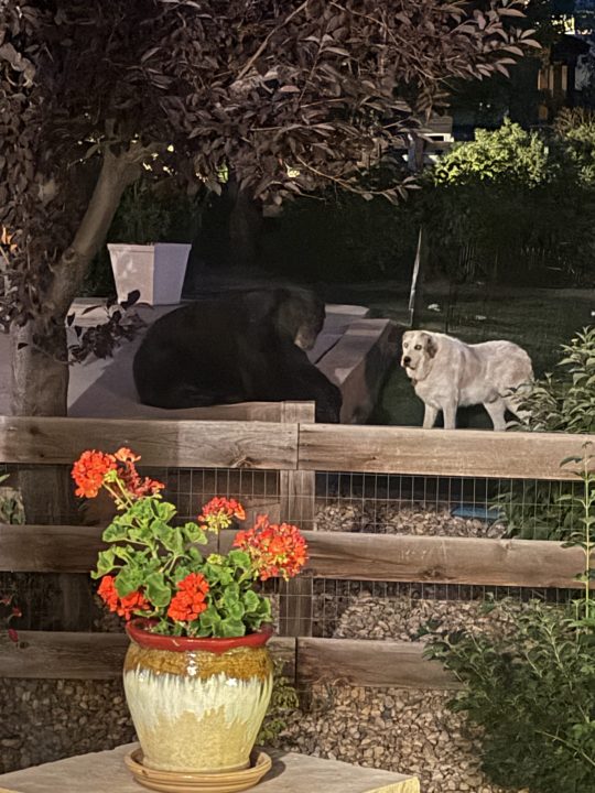 Bear spotted hanging out in Arvada backyard, just feet away from dog