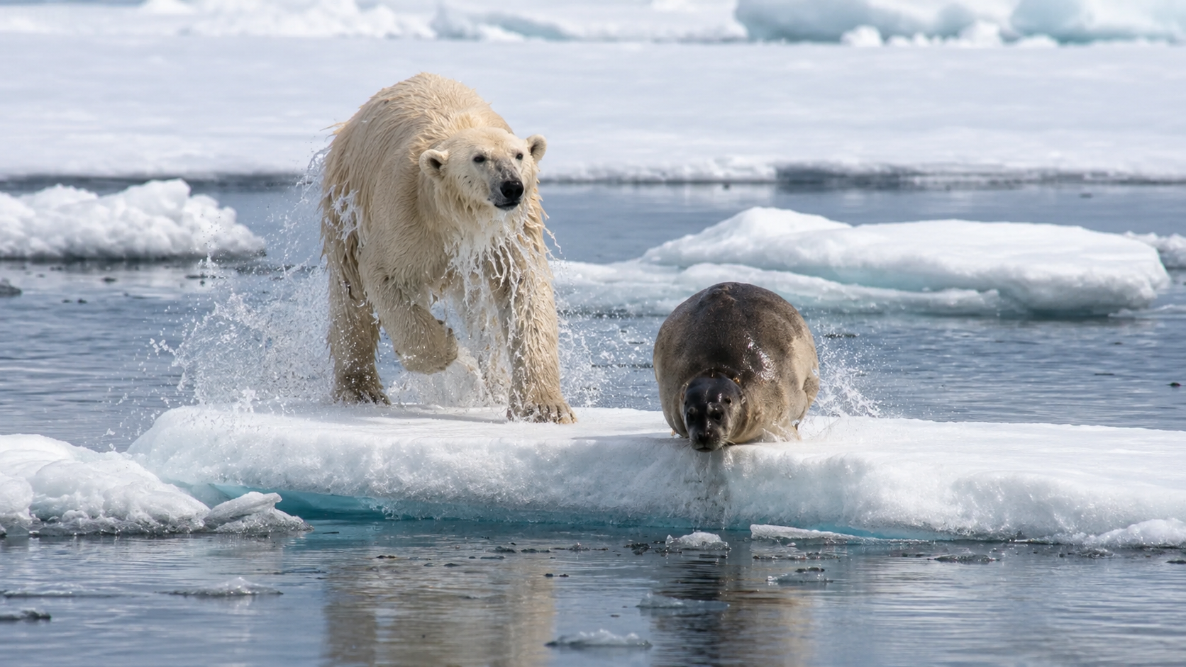 This cute seal didn't see the polar bear until it was too late