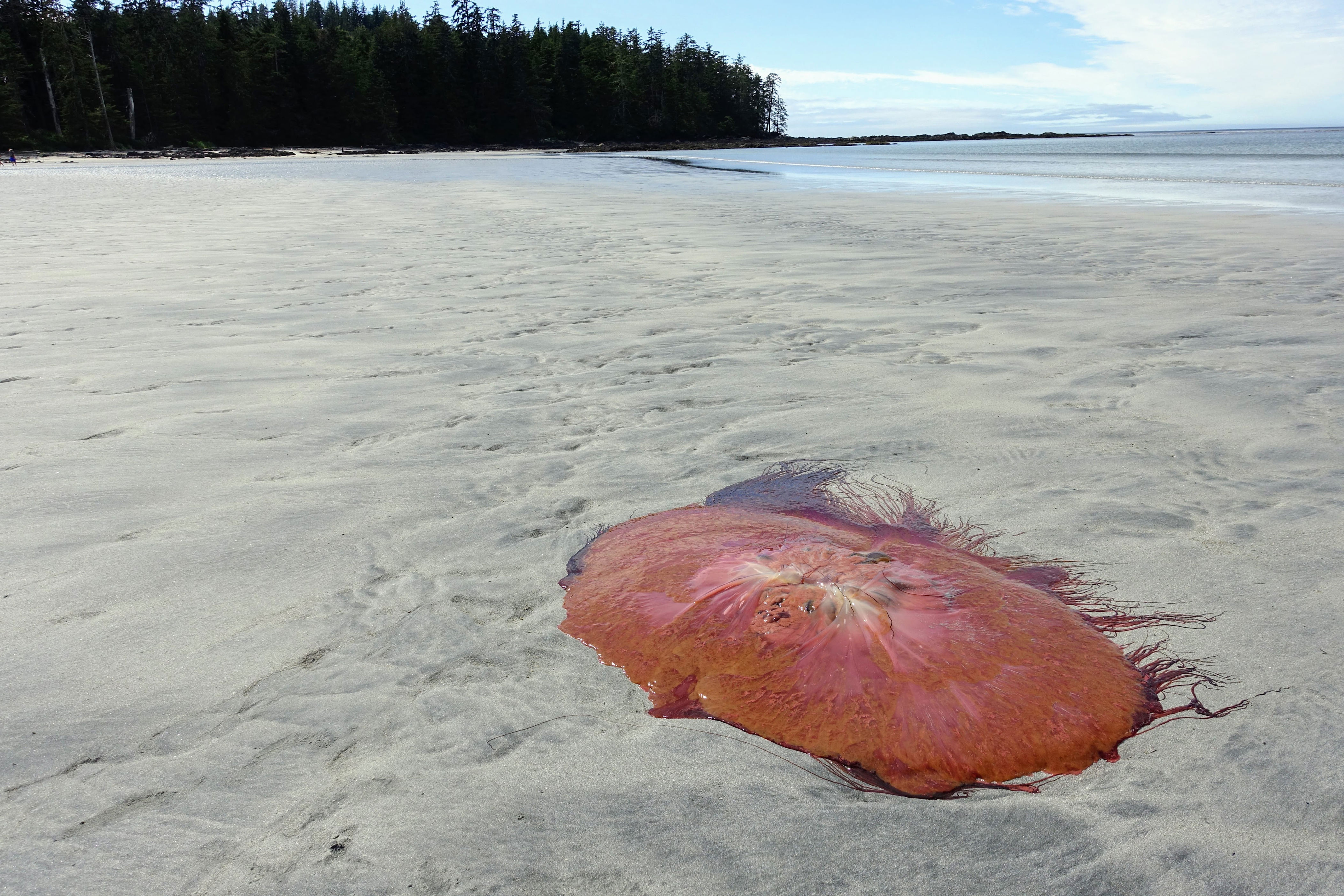 New England beaches overrun by giant toxic creatures