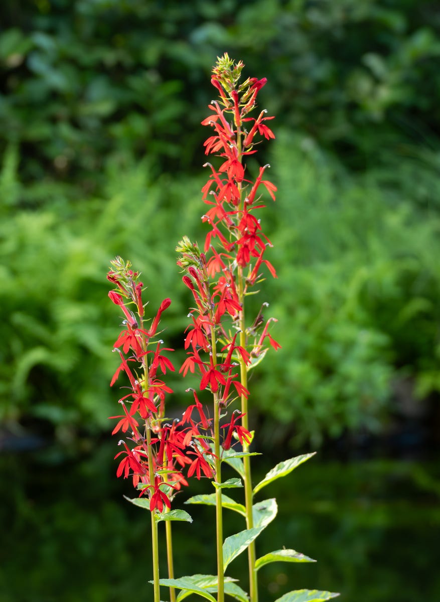 Hummingbirds Can't Resist These 10 Mid-Summer Flowers