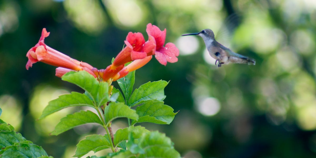 The Mid-Summer Plants Hummingbirds Can't Resist