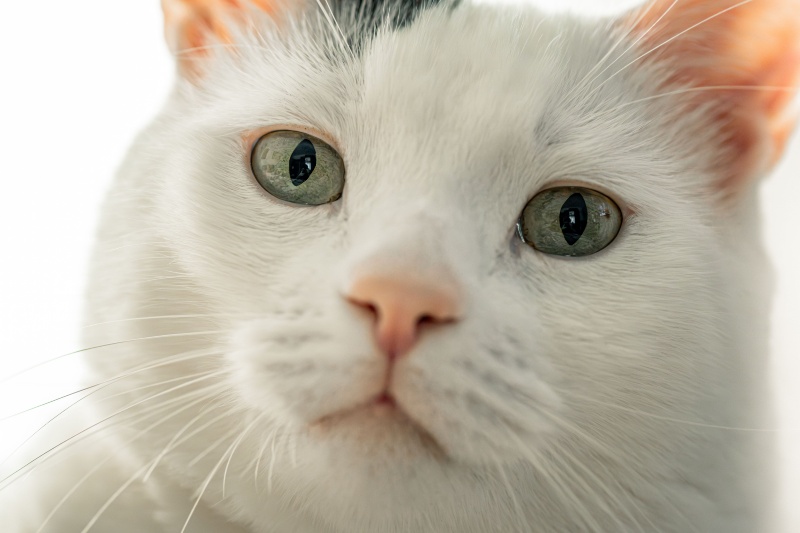 This Is What Your Cat Thinks When You Call Its Name