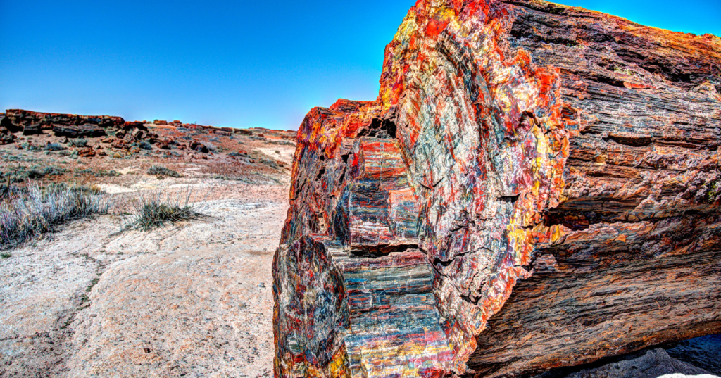 colorful petrified wood lays in the desert at Petrified Forest National Park in Arizona