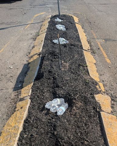 Flowers reported stolen from Holyoke Adopt-an-Island sites, but volunteers keep replantin
