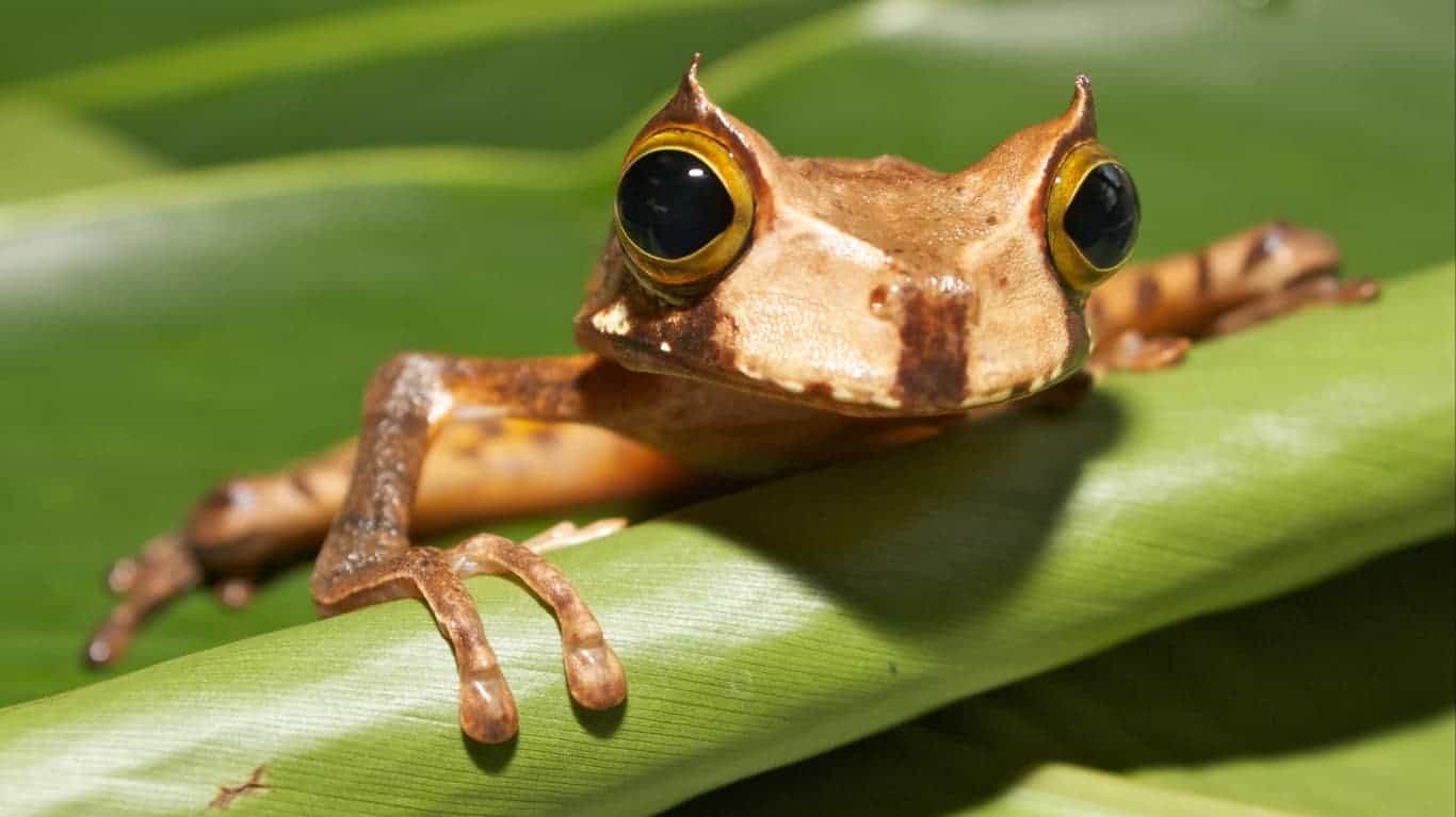 Horned+Marsupial+Frog | Gastrotheca cornuta - Horned Marsupial Frog